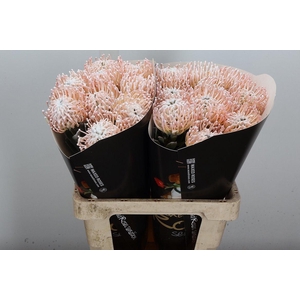 Protea Leuco Ov