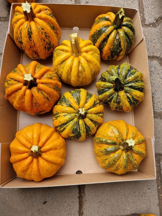 <h4>. Cucurbita Kamo-kamo</h4>