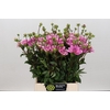 Dahlia Pink Perception