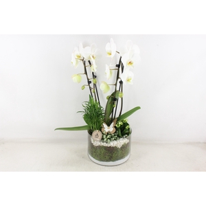 arr2 PL - Glas Henrik phal. wit