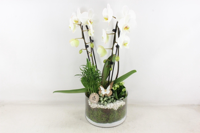 <h4>arr2 PL - Glas Henrik phal. wit</h4>