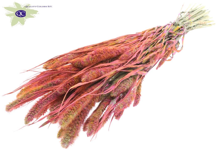 Setaria per bunch multicolour cerise