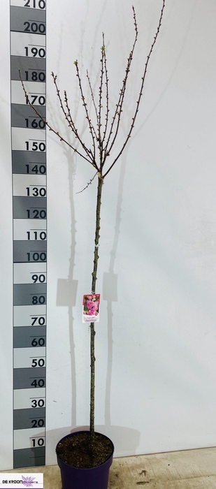 <h4>PRUN TRILOBA</h4>