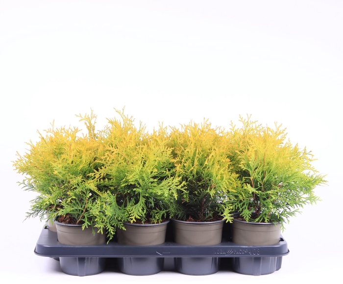 <h4>Thuja Golden Globe</h4>