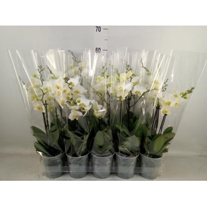 Phalaenopsis multi. 'Ant Lausanne'