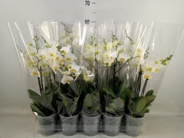 <h4>Phalaenopsis multi. 'Ant Lausanne'</h4>