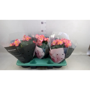 Begonia elat. HL 'Belove Peach'
