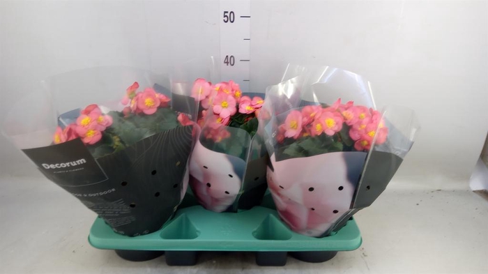 <h4>Begonia elat. HL 'Belove Peach'</h4>