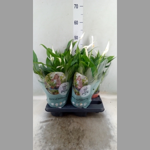 Spathiphyllum  'Pearl Cupido'