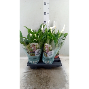 Spathiphyllum  'Pearl Cupido'