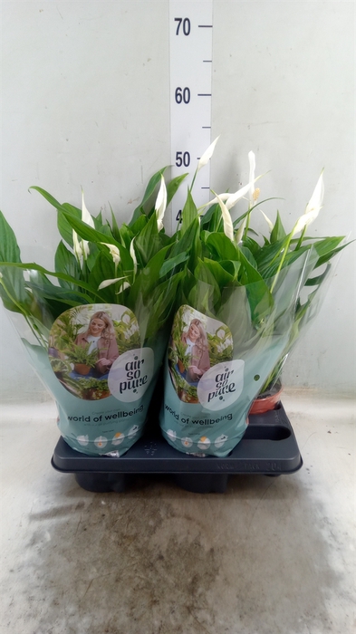<h4>Spathiphyllum  'Pearl Cupido'</h4>
