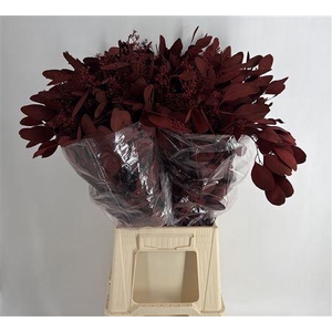 Col Pop Bes Bordeaux Bordeaux