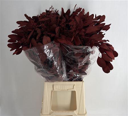 <h4>Col Pop Bes Bordeaux Bordeaux</h4>