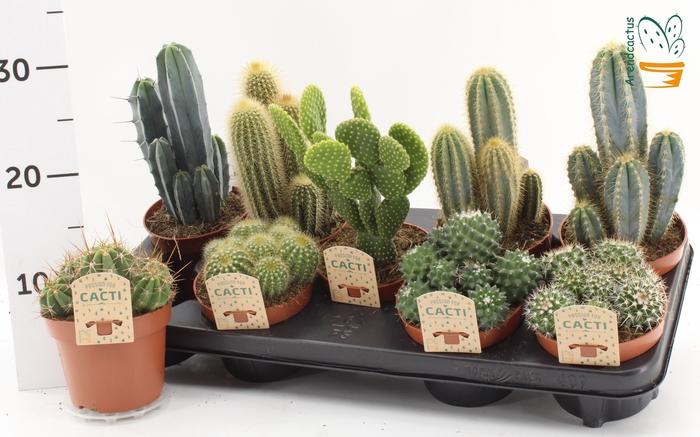 <h4>CACTUS GEM</h4>