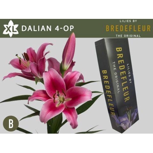 LI OT DALIAN 4pit QUALITY BOX