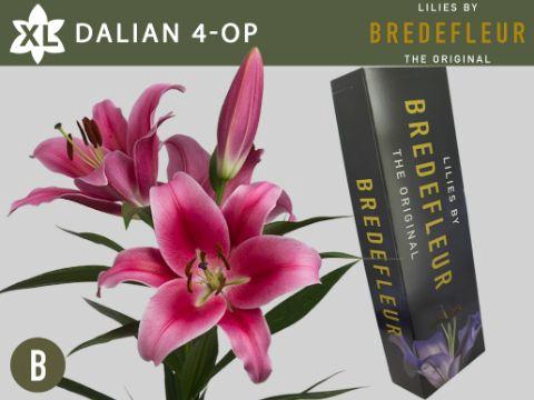 <h4>LI OT DALIAN 4pit QUALITY BOX</h4>