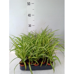 Chlorophytum cos. 'Atlantic'