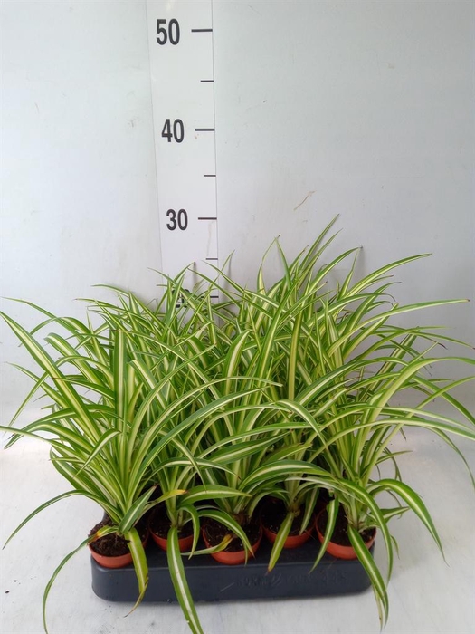 <h4>Chlorophytum cos. 'Atlantic'</h4>