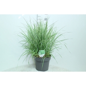 Calamagrostis acutifl. 'Overdam'