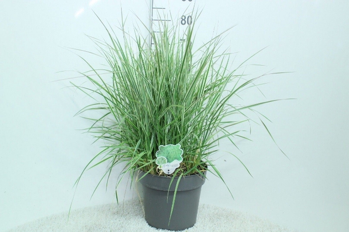 <h4>Calamagrostis acutifl. 'Overdam'</h4>