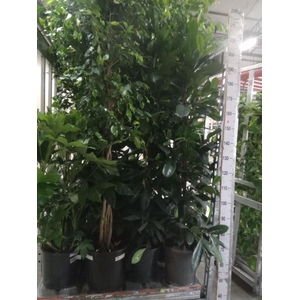 Ficus cyathistipula