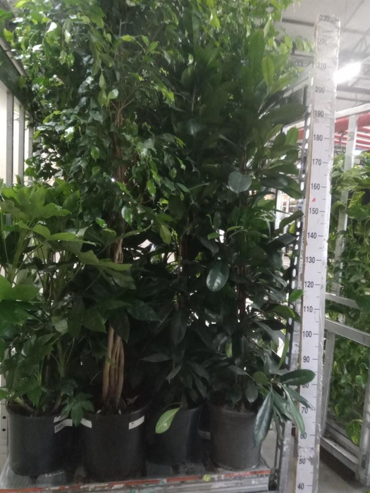 <h4>Ficus cyathistipula</h4>