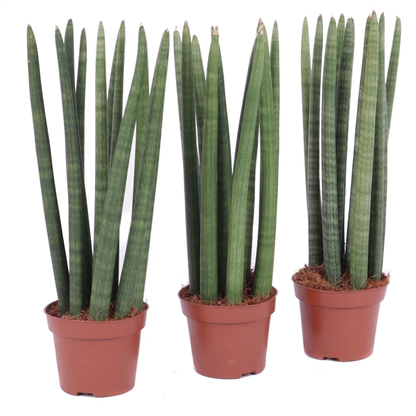 <h4>Sansevieria 12 cm cylindrica spike</h4>