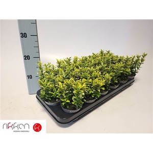 Euonymus Ja M Aureov