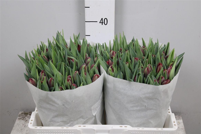 <h4>Tu Du Red Princess</h4>