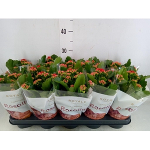 Kalanchoe blos. 'RosDon Justino'