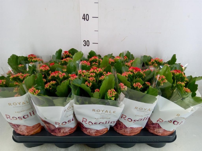 <h4>Kalanchoe blos. 'RosDon Justino'</h4>