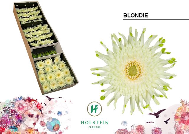 <h4>Gerbera Gerpasta Blondie</h4>