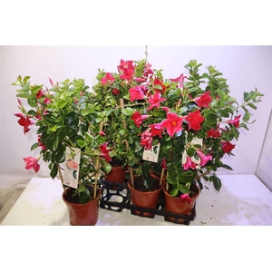 arr8 Mande Sun Red
