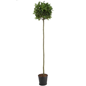 Laurus nobilis Bol op stam