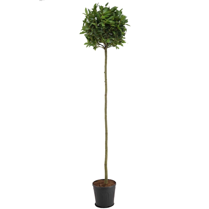 <h4>Laurus nobilis Bol op stam</h4>