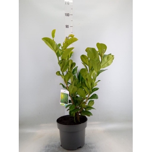 Prunus lauroc. 'Rotundifolia'