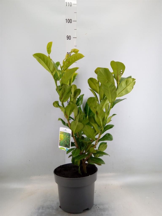 <h4>Prunus lauroc. 'Rotundifolia'</h4>