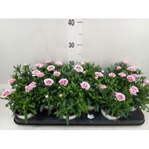 Dianthus  'Oscar Purple Star'