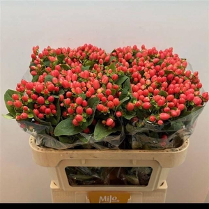 HYP MAG ROY PRINCESS