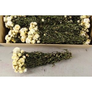 Df Helichrysum Bs White