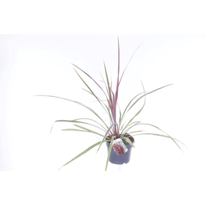 Cordyline australis Red Heart