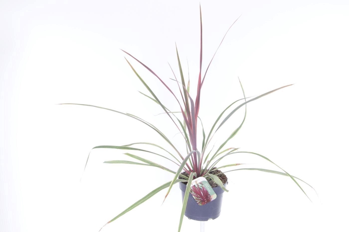 <h4>Cordyline australis Red Heart</h4>