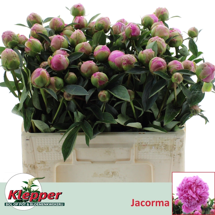 <h4>PAEO L JACORMA</h4>