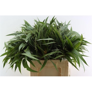 Euca Victoria Lancet Per Stem