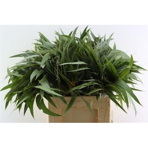 Euca Victoria Lancet Per Stem