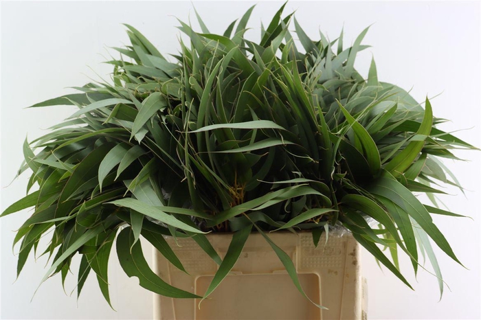 <h4>Euca Victoria Lancet Per Stem</h4>