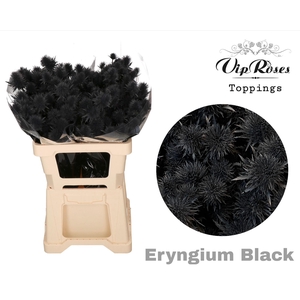 ERYNGIUM SUPERNOVA BLACK 60cm