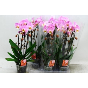 PHAL EL CASCADE