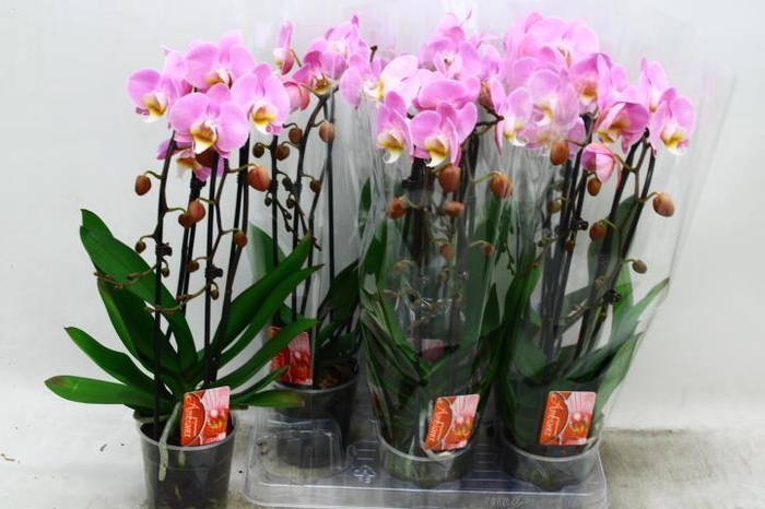 <h4>PHAL EL CASCADE</h4>