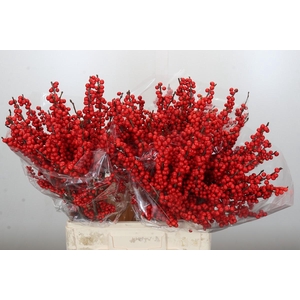 Ilex Rood